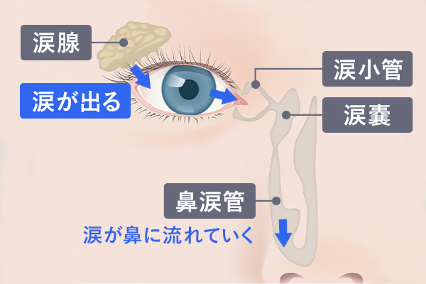 涙が出る仕組み